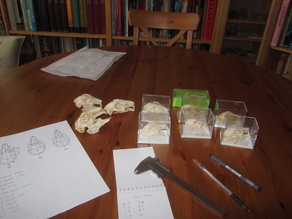Studiando crani di coniglio...